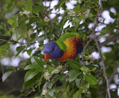 rosella188.jpg