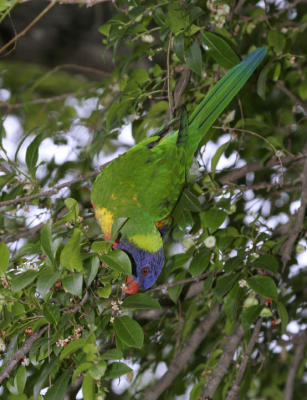 rosella189.jpg