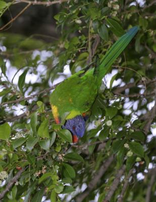 rosella190.jpg