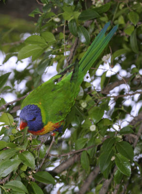 rosella191.jpg