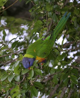 rosella192.jpg