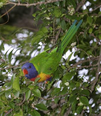 rosella193.jpg