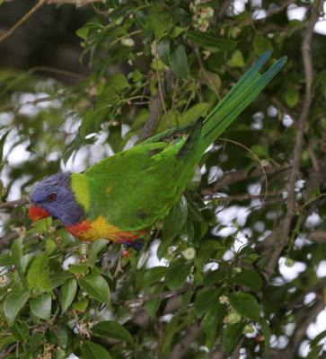 rosella194.jpg