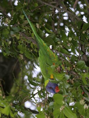 rosella195.jpg