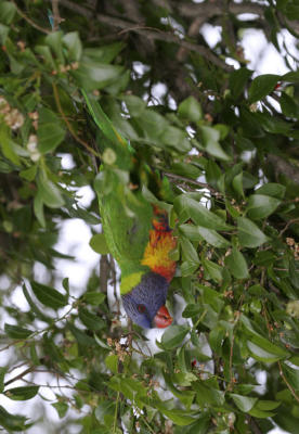 rosella196.jpg