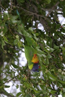 rosella197.jpg