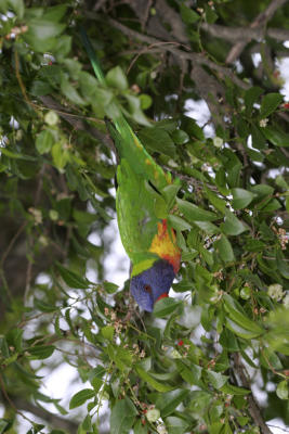 rosella198.jpg