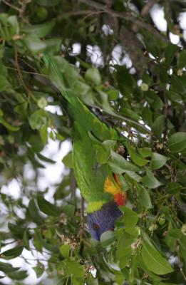 rosella199.jpg