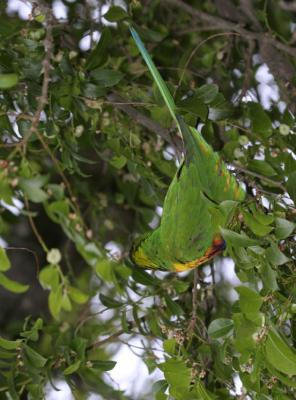rosella200.jpg