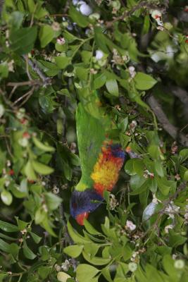 rosella202.jpg