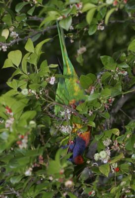 rosella203.jpg