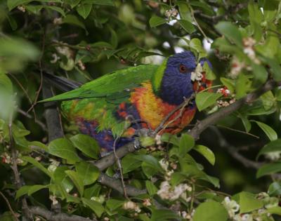 rosella205.jpg