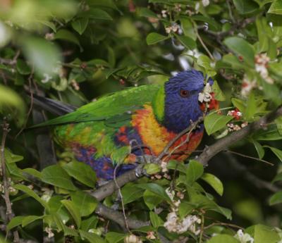 rosella206.jpg