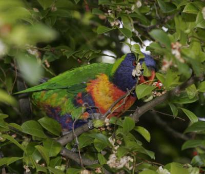 rosella207.jpg