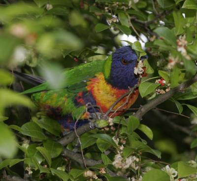 rosella209.jpg