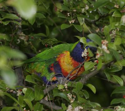 rosella210.jpg