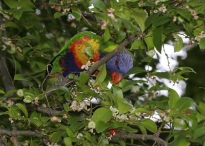 rosella211.jpg