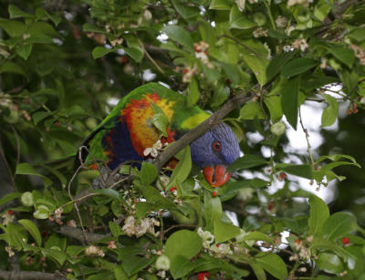 rosella212.jpg