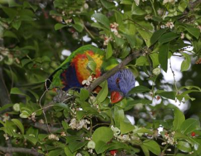 rosella213.jpg