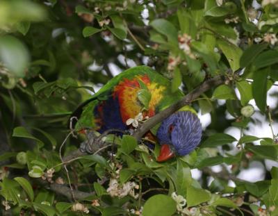 rosella215.jpg