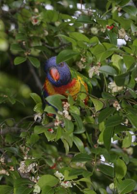 rosella216.jpg