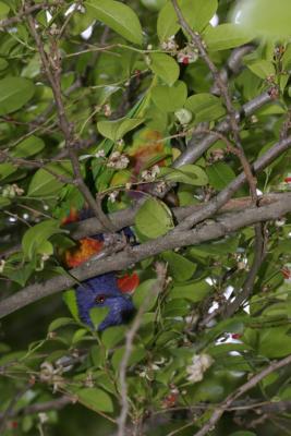 rosella217.jpg