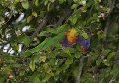 rosella218.jpg