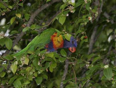 rosella219.jpg