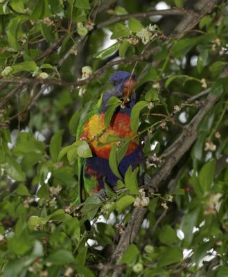 rosella220.jpg