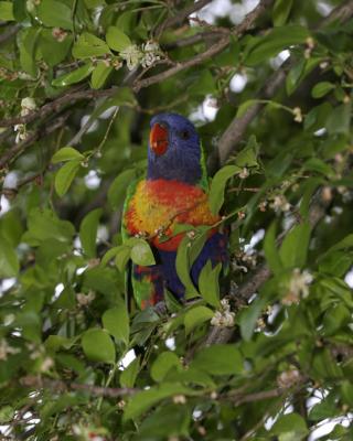 rosella221.jpg