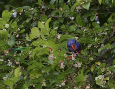rosella222.jpg