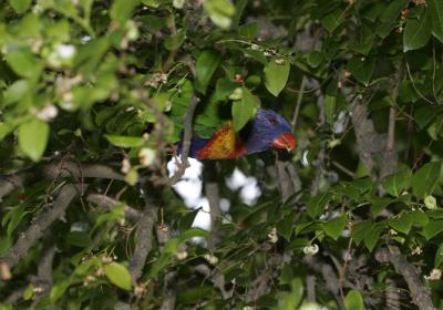 rosella223.jpg