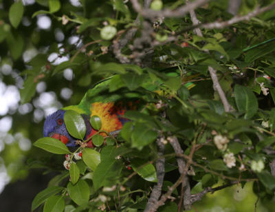 rosella224.jpg