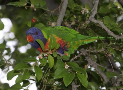 rosella225.jpg