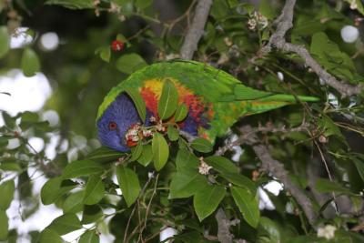 rosella226.jpg
