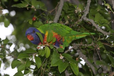 rosella227.jpg