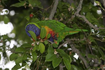 rosella228.jpg
