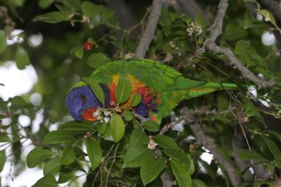 rosella229.jpg