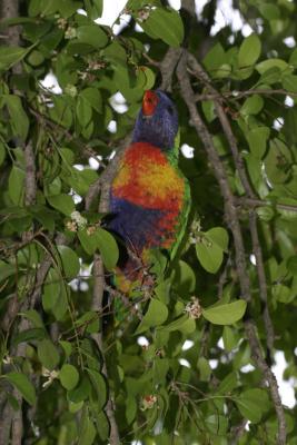 rosella233.jpg