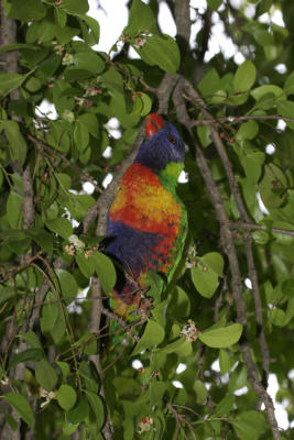rosella234.jpg
