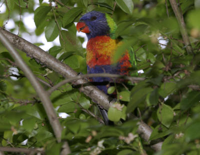 rosella235.jpg