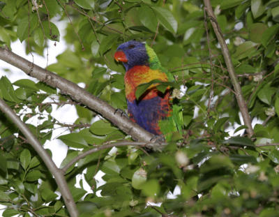 rosella236.jpg
