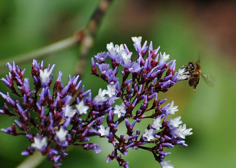 Bee Wings Fluttering