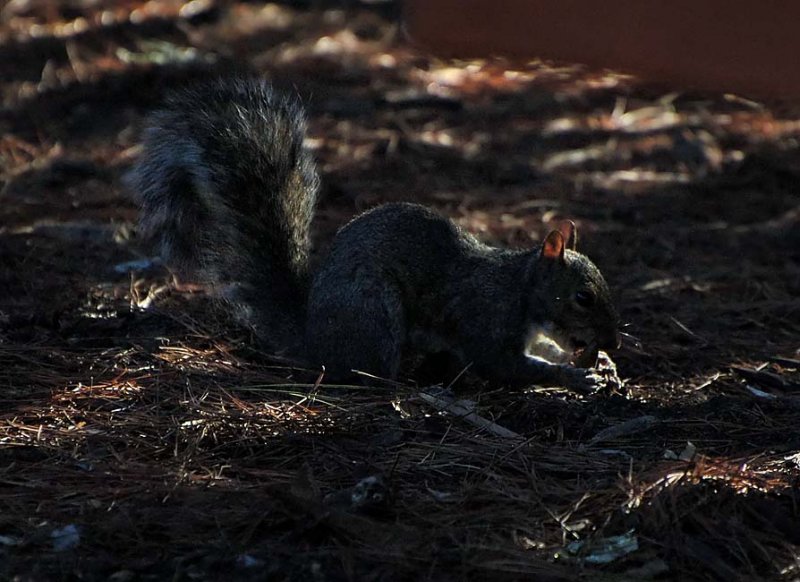 Backlit Squirrel in Shadows