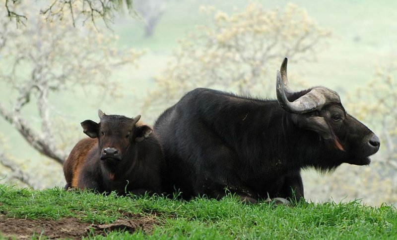 Cape Buffalo Baby