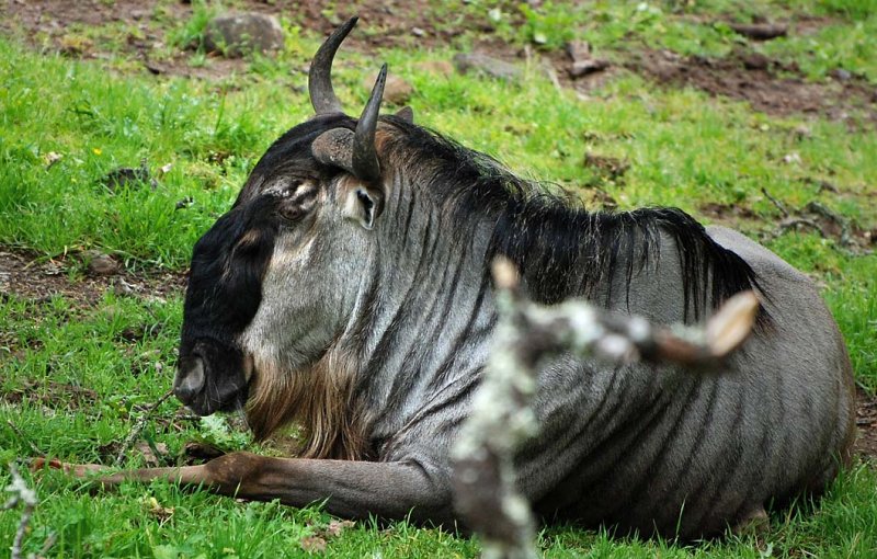 Wildebeest