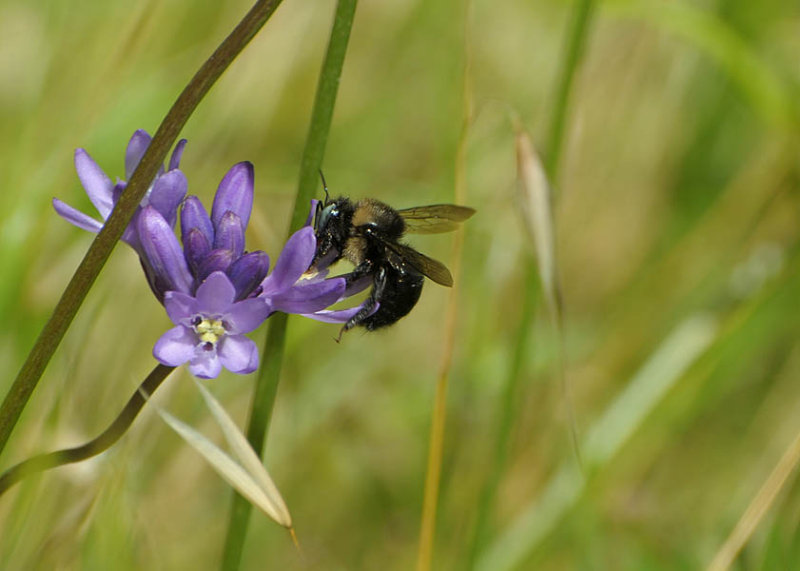 Bee on Blue Dick