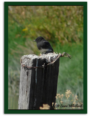 Black Phoebe