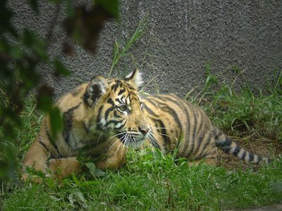 Growing Tiger Cub