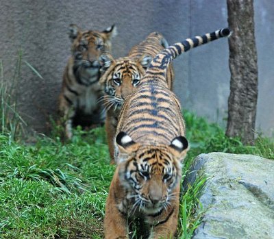 Three Brothers
